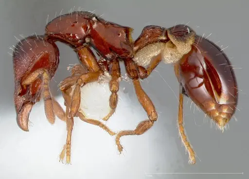 Strumigenys seti specimen CASENT0005457 image casent0005457_3