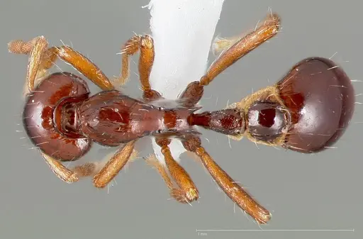 Strumigenys seti specimen CASENT0005458 image casent0005458_1