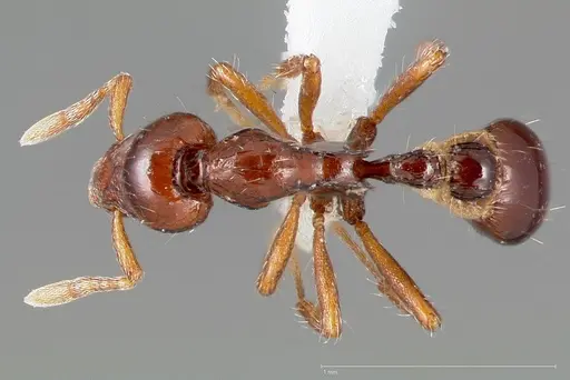 Strumigenys seti specimen CASENT0005459 image casent0005459_1