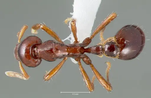 Strumigenys seti specimen CASENT0005995 image casent0005995_1