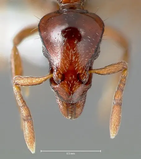 Strumigenys seti specimen CASENT0005995 image casent0005995_2