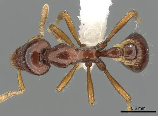 Strumigenys seti specimen CASENT0900038 image casent0900038_1