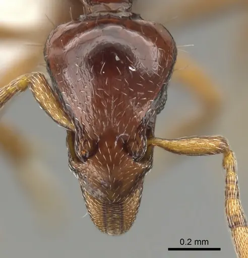 Strumigenys seti specimen CASENT0900038 image casent0900038_2