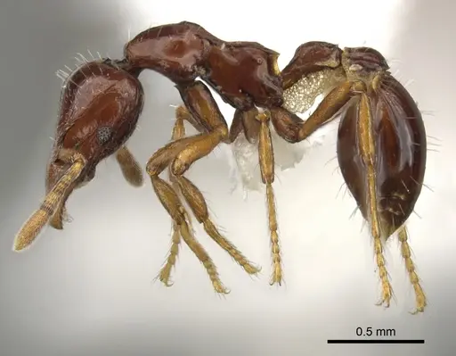 Strumigenys seti specimen CASENT0900038 image casent0900038_3