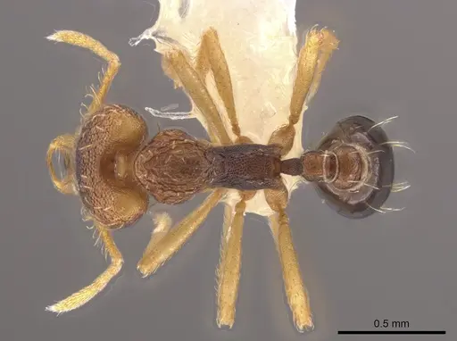 Strumigenys sevesta specimen CASENT0644436 image casent0644436_1