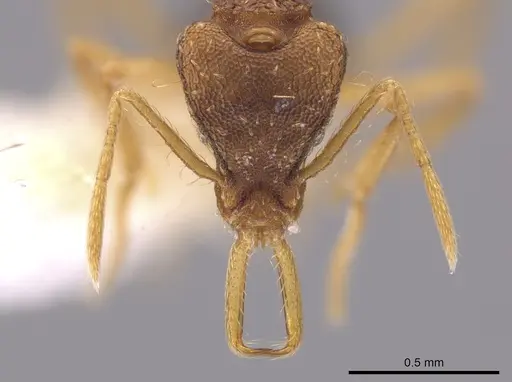 Strumigenys sevesta specimen CASENT0644436 image casent0644436_2