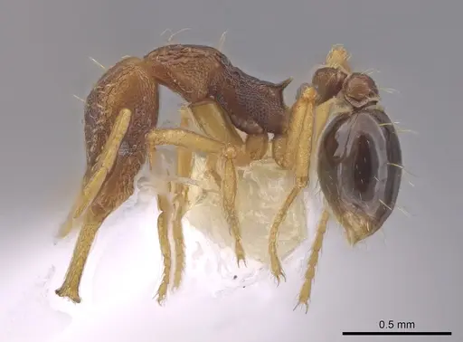 Strumigenys sevesta specimen CASENT0644436 image casent0644436_3