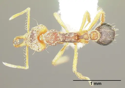 Strumigenys sevesta specimen INB0003211882 image inb0003211882_1