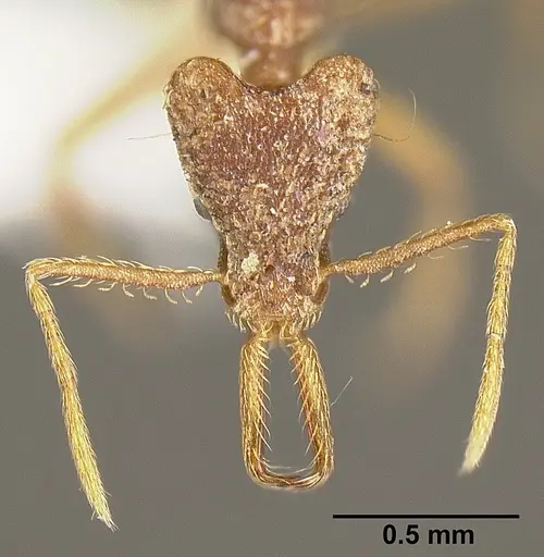 Strumigenys sevesta specimen INB0003211882 image inb0003211882_2