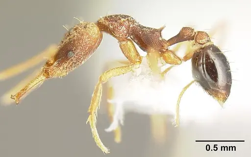 Strumigenys sevesta specimen INB0003211882 image inb0003211882_3