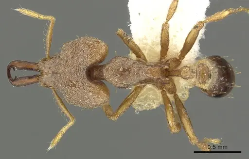 Strumigenys seynoka specimen CASENT0900869 image casent0900869_1