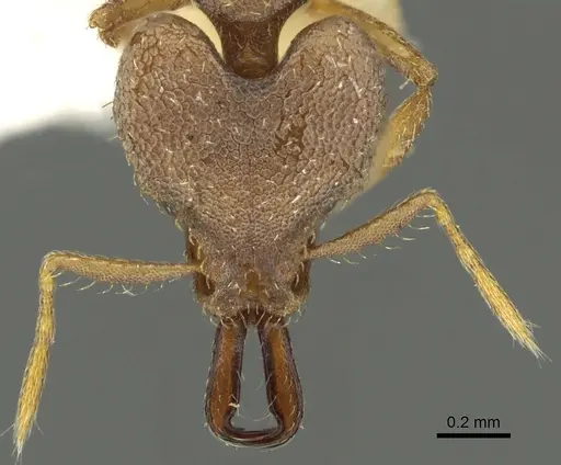Strumigenys seynoka specimen CASENT0900869 image casent0900869_2