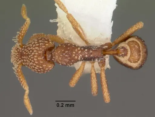 Strumigenys sharra specimen CASENT0102555 image casent0102555_1