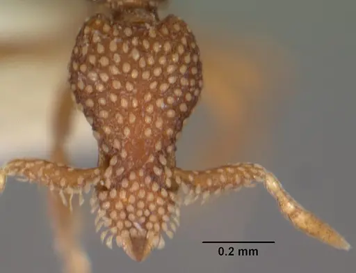 Strumigenys sharra specimen CASENT0102555 image casent0102555_2