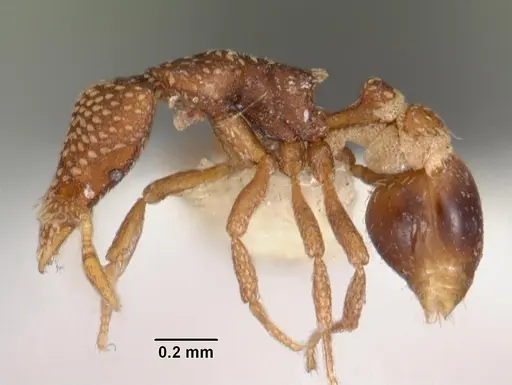 Strumigenys sharra specimen CASENT0102555 image casent0102555_3