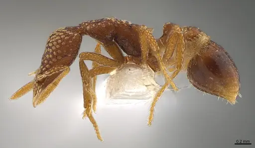 Strumigenys sharra specimen CASENT0845017 image casent0845017_1