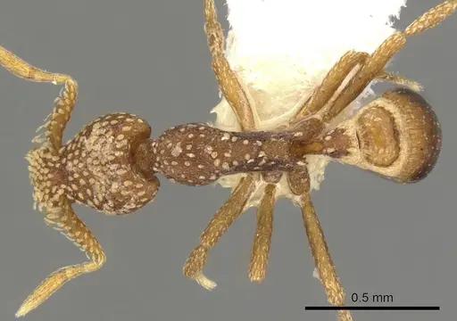 Strumigenys sharra specimen CASENT0900076 image casent0900076_1