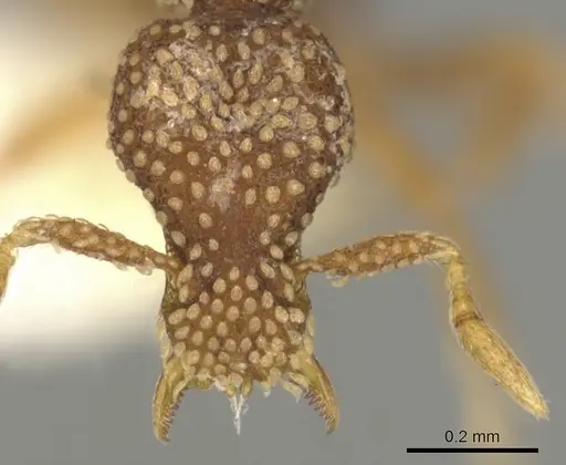 Strumigenys sharra specimen CASENT0900076 image casent0900076_2
