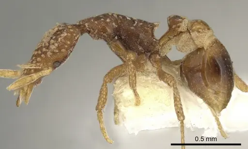 Strumigenys sharra specimen CASENT0900076 image casent0900076_3