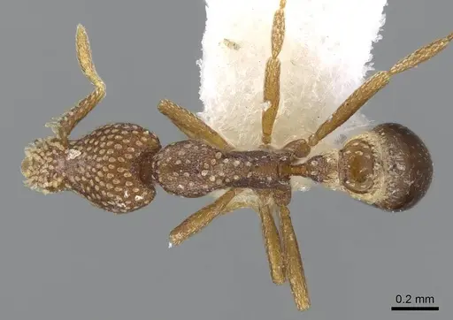 Strumigenys sharra specimen CASENT0914715 image casent0914715_1