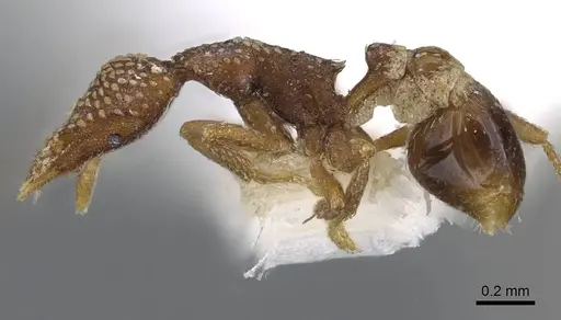 Strumigenys sharra specimen CASENT0914715 image casent0914715_3