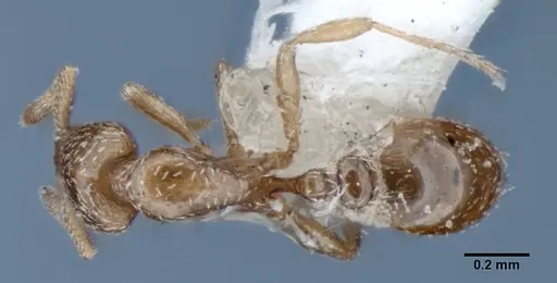 Strumigenys shattucki specimen ANIC32-002123 image anic32-002123_1