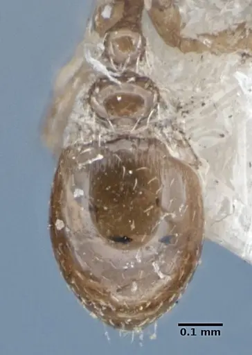 Strumigenys shattucki specimen ANIC32-002123 image anic32-002123_2