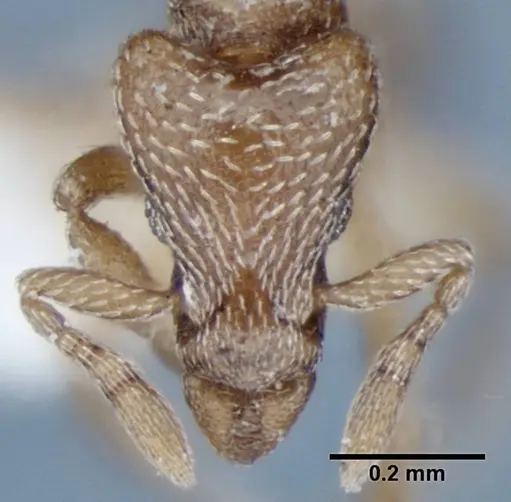 Strumigenys shattucki specimen ANIC32-002123 image anic32-002123_3