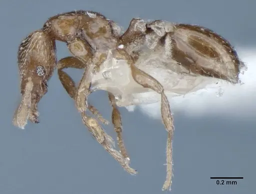 Strumigenys shattucki specimen ANIC32-002123 image anic32-002123_4