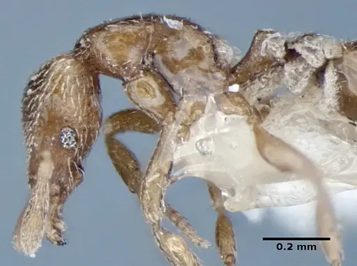 Strumigenys shattucki specimen ANIC32-002123 image anic32-002123_5