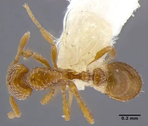 Strumigenys shattucki specimen ANTWEB1032320 image antweb1032320_1