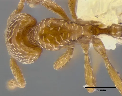 Strumigenys shattucki specimen ANTWEB1032320 image antweb1032320_2