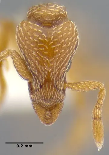 Strumigenys shattucki specimen ANTWEB1032320 image antweb1032320_3