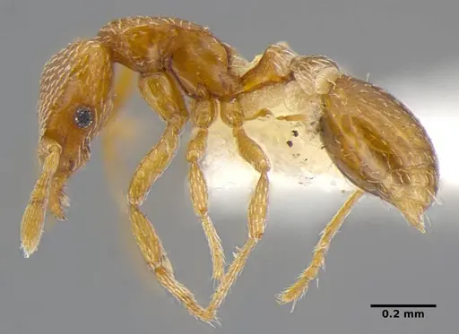 Strumigenys shattucki specimen ANTWEB1032320 image antweb1032320_4