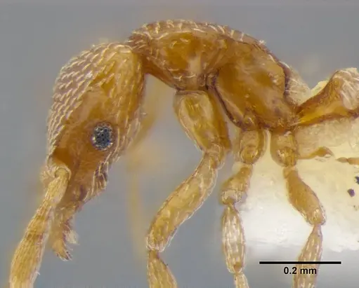 Strumigenys shattucki specimen ANTWEB1032320 image antweb1032320_5