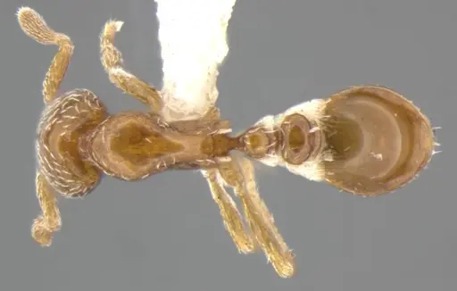 Strumigenys shattucki specimen ANTWEB1032321 image antweb1032321_1