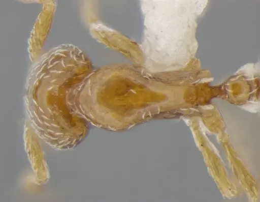 Strumigenys shattucki specimen ANTWEB1032321 image antweb1032321_2