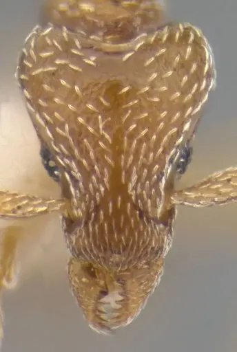 Strumigenys shattucki specimen ANTWEB1032321 image antweb1032321_4