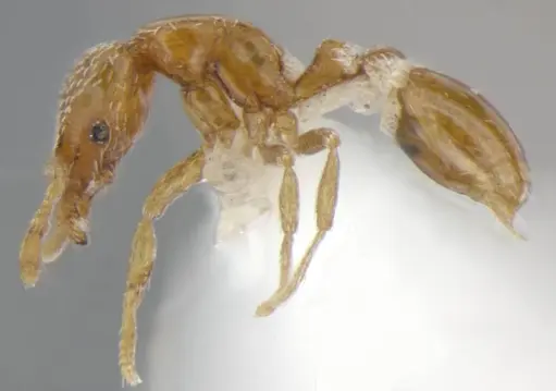 Strumigenys shattucki specimen ANTWEB1032321 image antweb1032321_5
