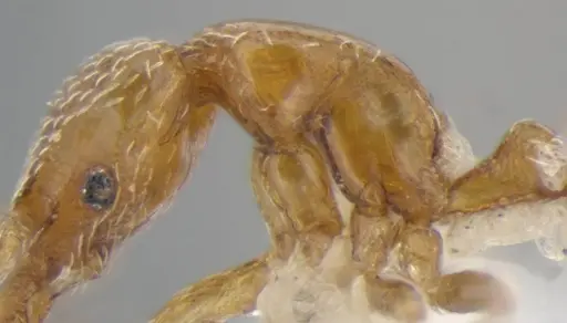 Strumigenys shattucki specimen ANTWEB1032321 image antweb1032321_6