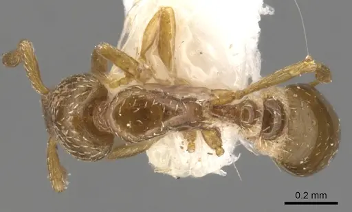 Strumigenys shattucki specimen CASENT0900162 image casent0900162_1