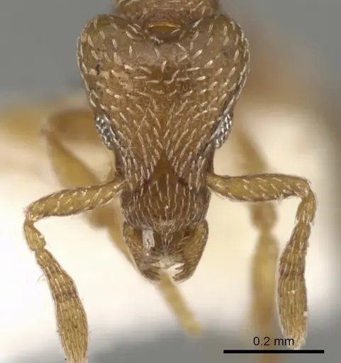 Strumigenys shattucki specimen CASENT0900162 image casent0900162_2