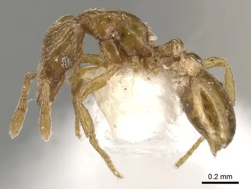 Strumigenys shattucki specimen CASENT0900162 image casent0900162_3