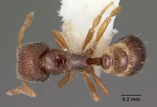 Strumigenys shaula specimen CASENT0102589 image casent0102589_1
