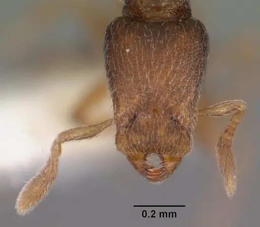 Strumigenys shaula specimen CASENT0102589 image casent0102589_2