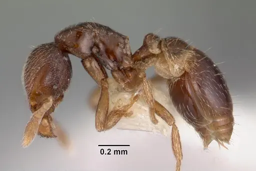 Strumigenys shaula specimen CASENT0102589 image casent0102589_3