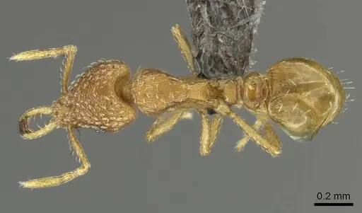 Strumigenys shaula specimen CASENT0235721 image casent0235721_1