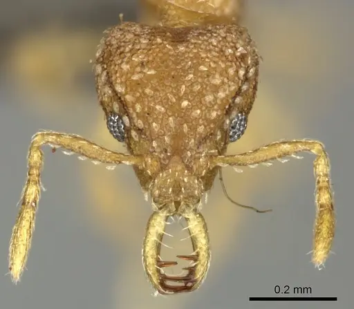 Strumigenys shaula specimen CASENT0235721 image casent0235721_2
