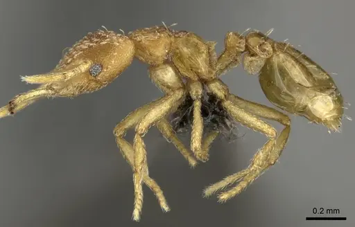 Strumigenys shaula specimen CASENT0235721 image casent0235721_3