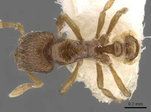 Strumigenys shaula specimen CASENT0900050 image casent0900050_1
